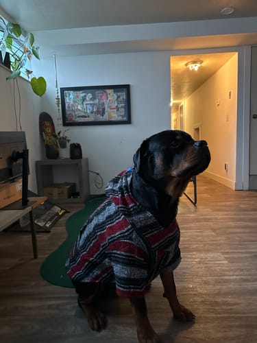 Customer photo review of Playa Poncho - Surprise Color