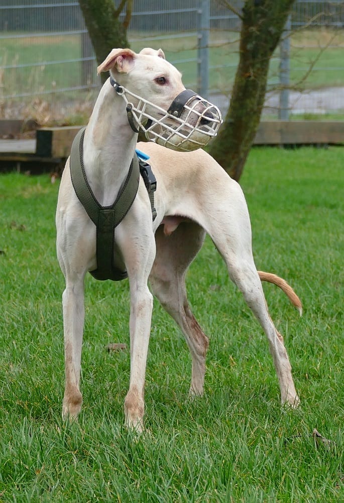Customer photo review of Hundegeschirr FUN "Mountain Green"