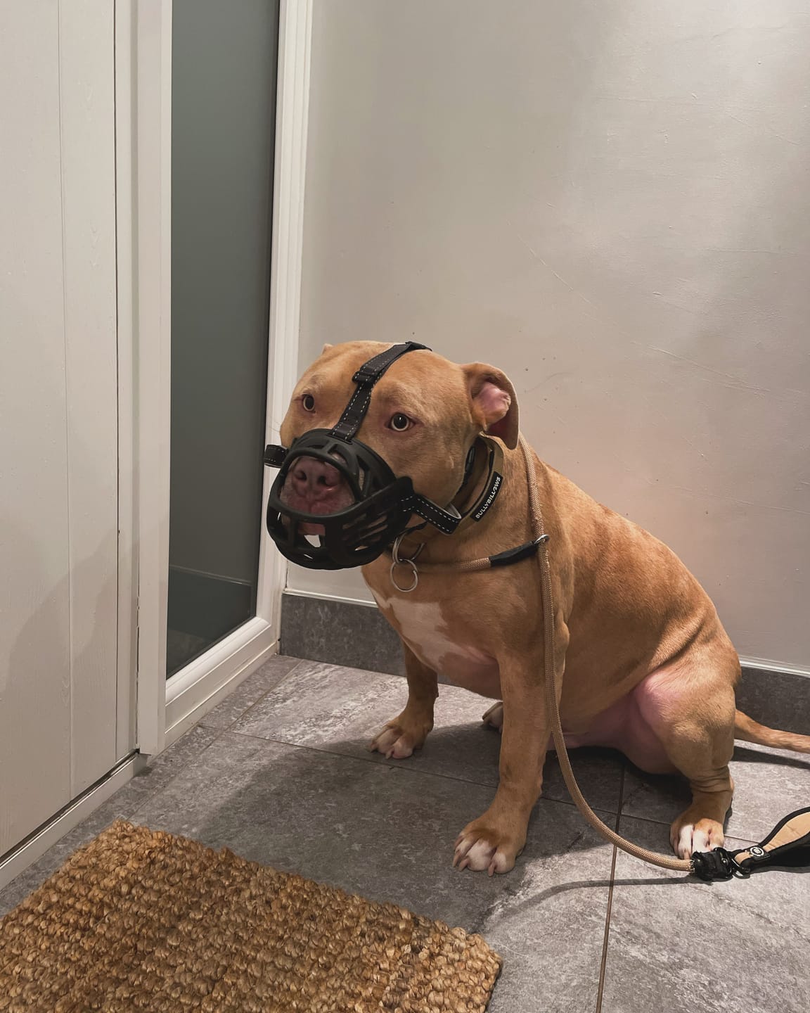 Customer photo review of 4cm Combat® Collar | With Handle & Rated Clip - Military Tan v2.0