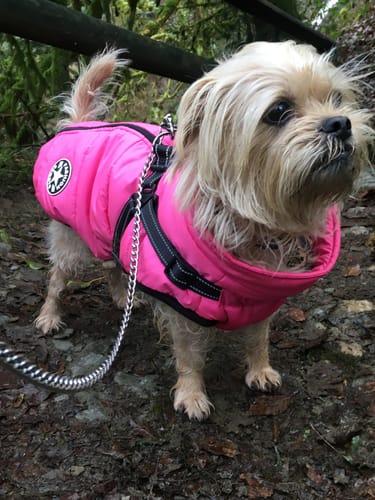 Customer photo review of Quilted Waterproof Dog Coat with Built in Harness