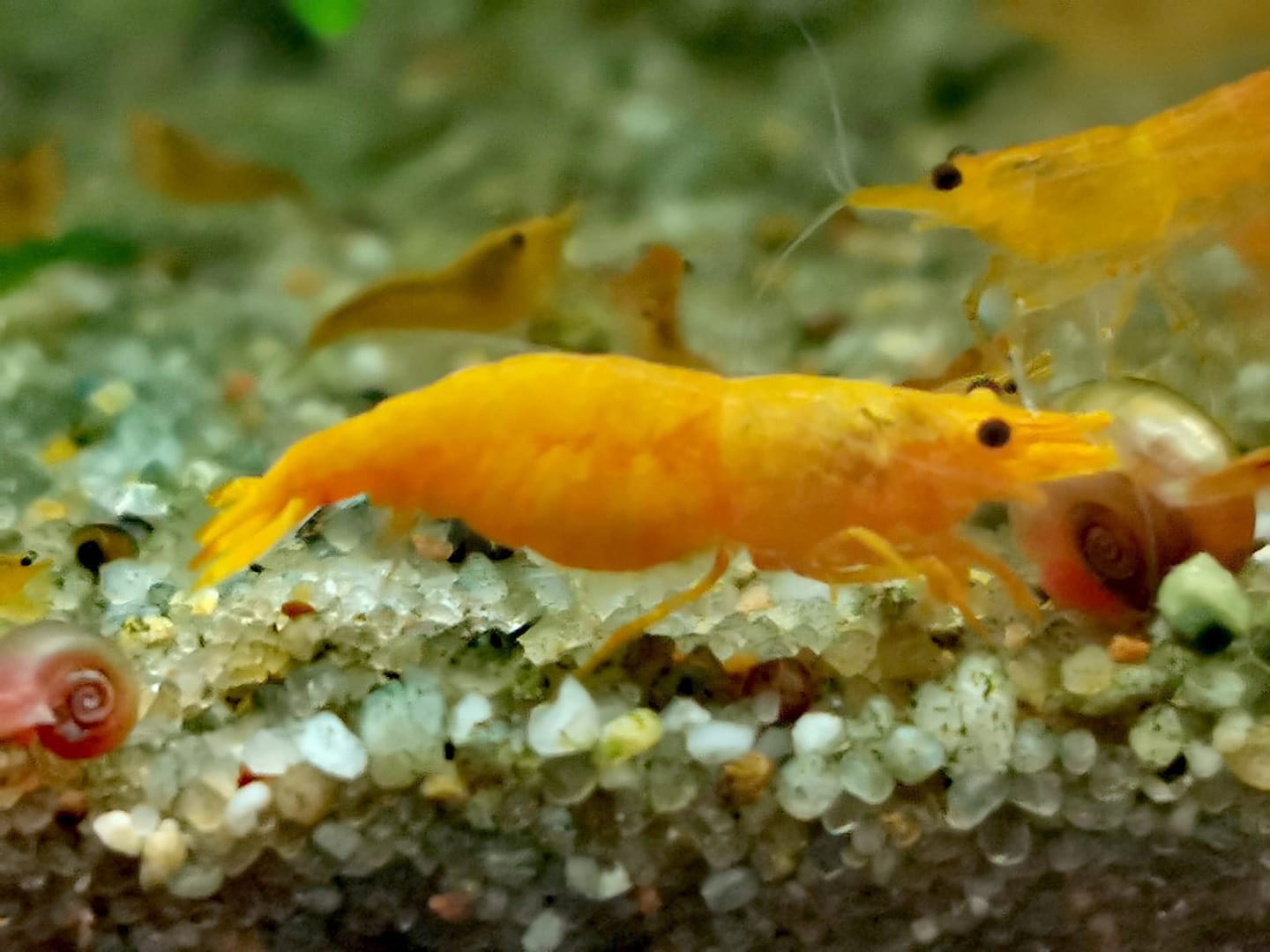 Customer photo review of Golden Neocaridina Shrimp
