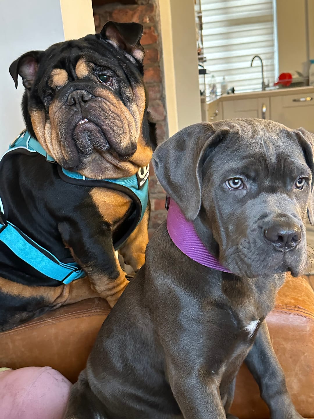 Customer photo review of Premium Comfort Harness | Non Restrictive & Adjustable - Light Blue