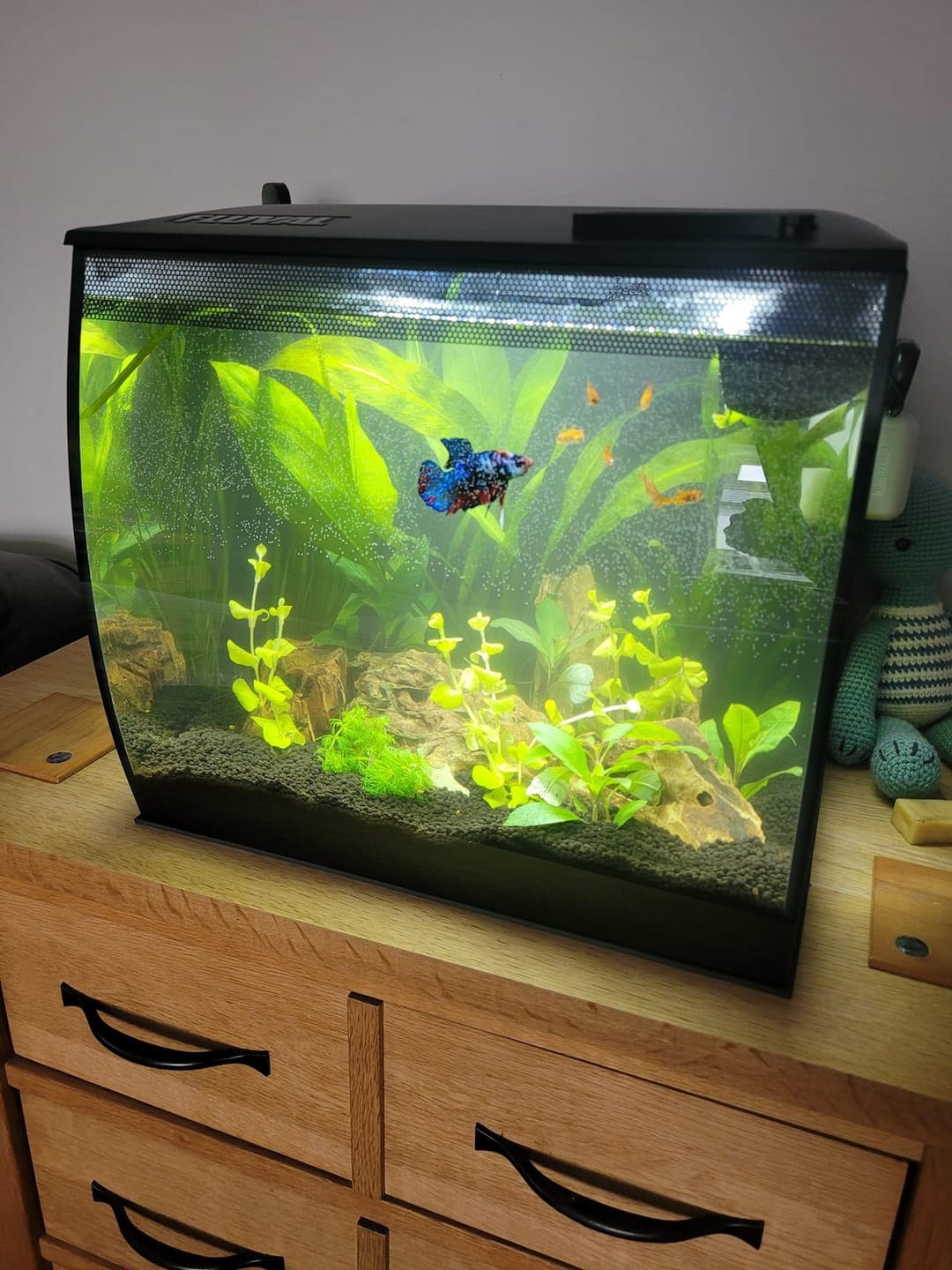 Customer photo review of Koi Red Galaxy Male Betta Fish High Grade | Buy 4 Get 1 Free | Mystery Betta