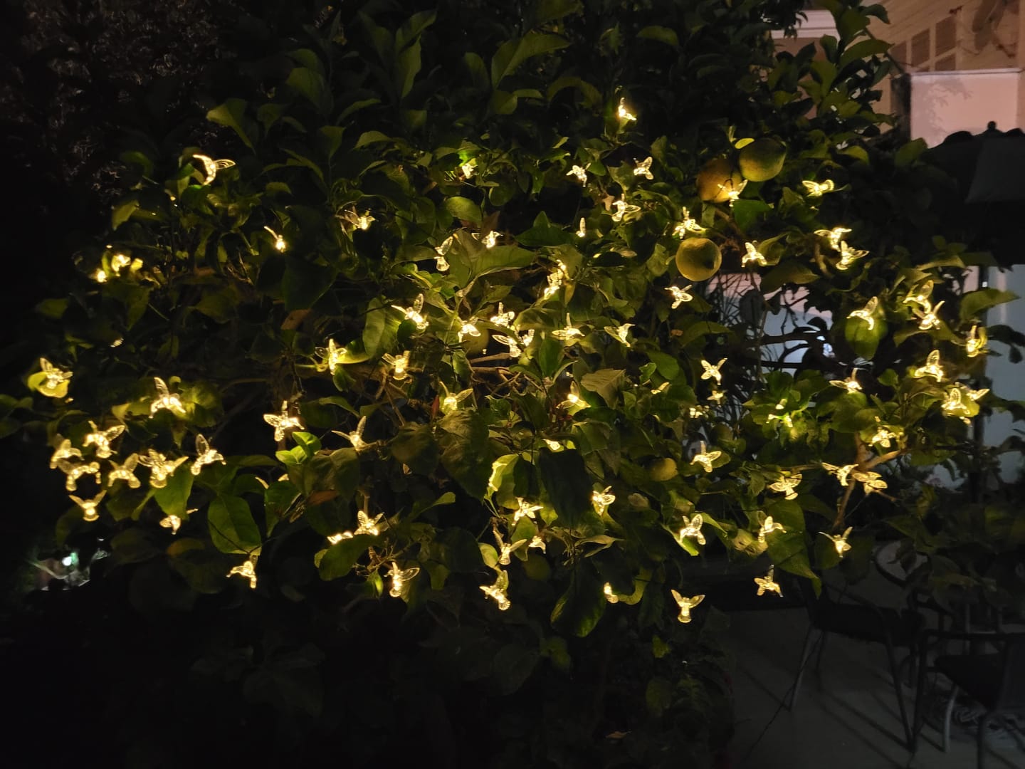 Customer photo review of Colibrís Solares - IP65 Luz Cálida/Colores Largo 3,7 m