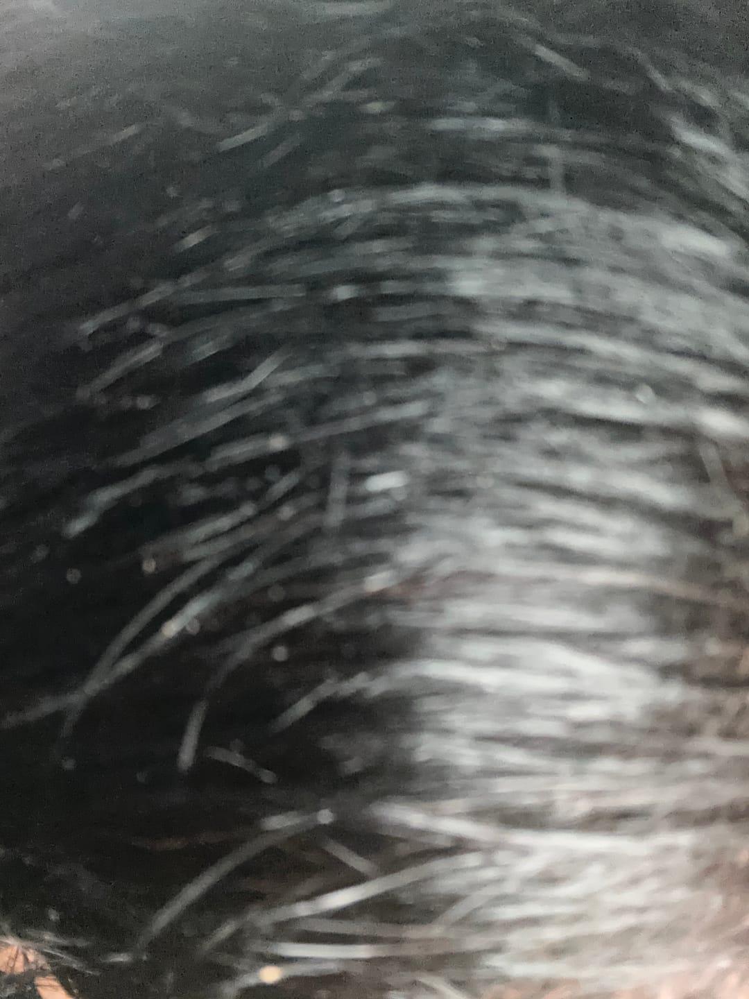 Customer photo review of Medium Brown 4.00 Sacred Herbs® Botanically Activated Gel Hair Color