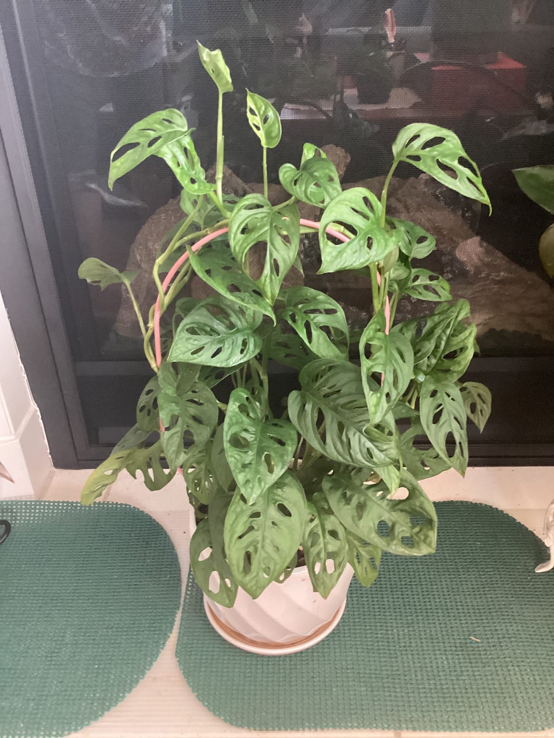 Customer photo review of "Oval" Metal Trellis