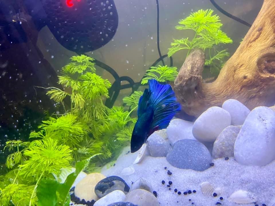 Customer photo review of Super Blue Halfmoon Male Betta Fish