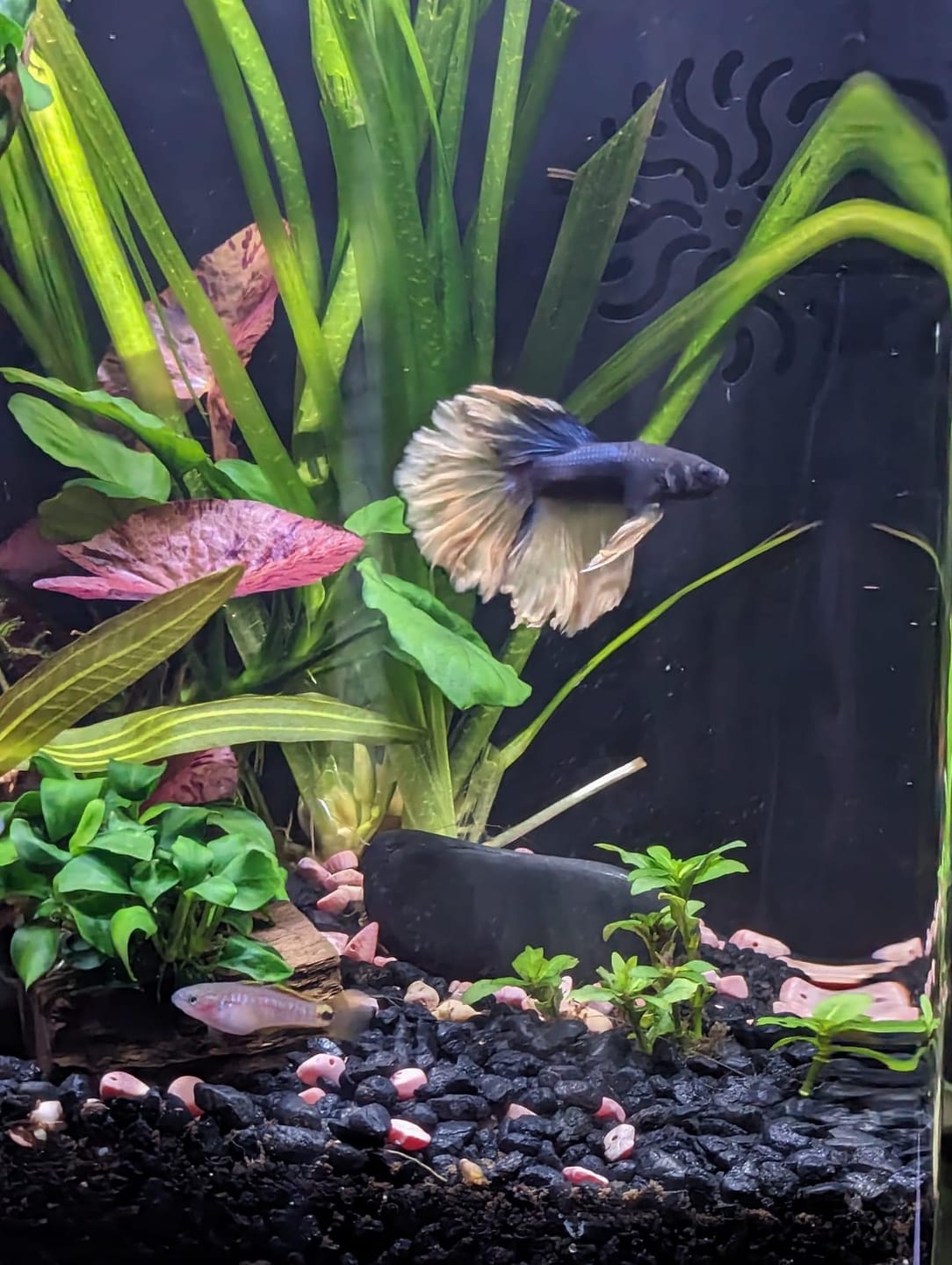 Customer photo review of Mustard Gas Blue Halfmoon Male Betta Fish