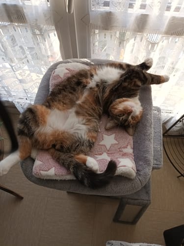 Customer photo review of Emincés au poulet (chaton)