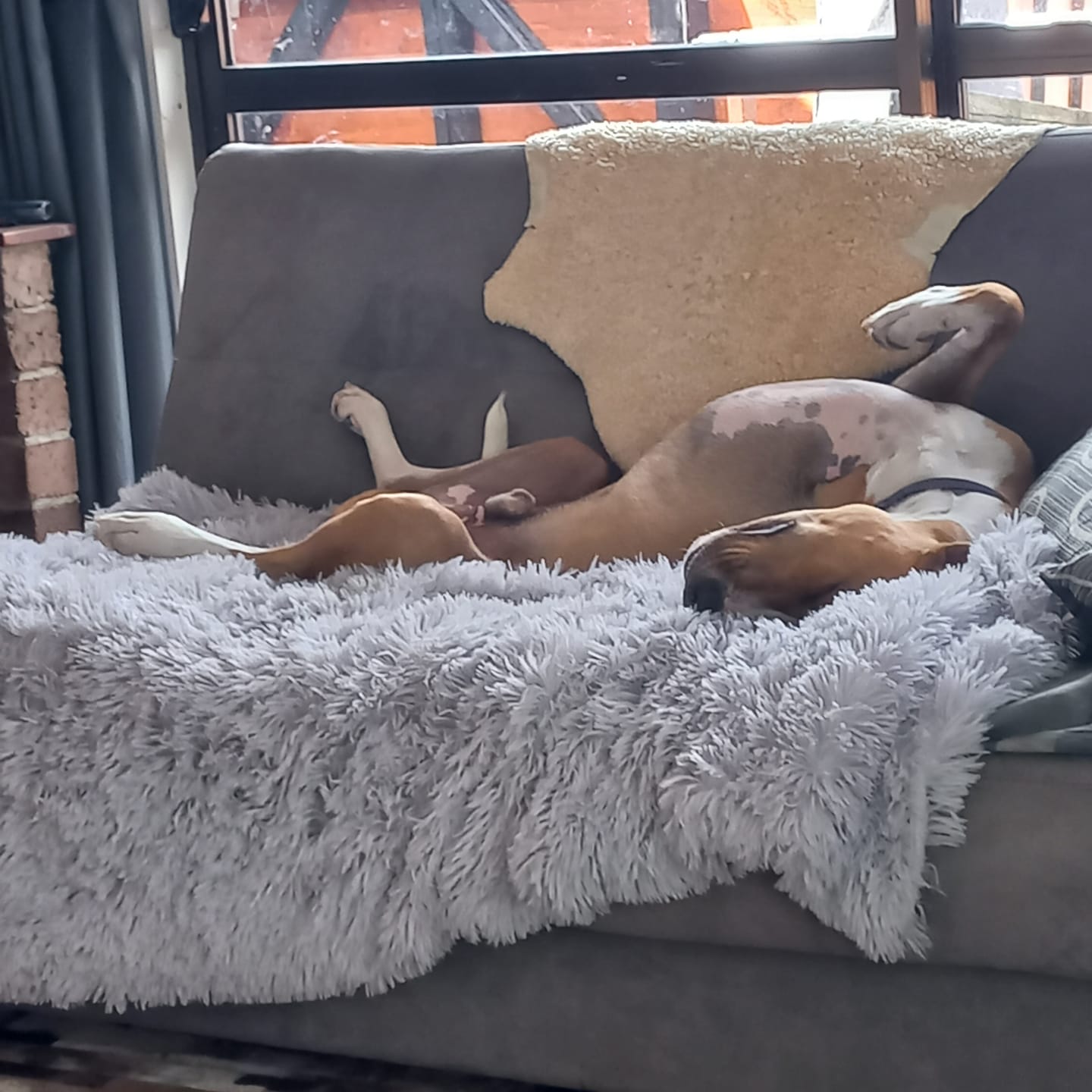 Customer photo review of Matching Calming Blanket