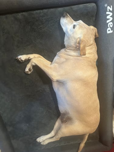 Customer photo review of PaWz Premium Memory Foam Calming Dog Bed