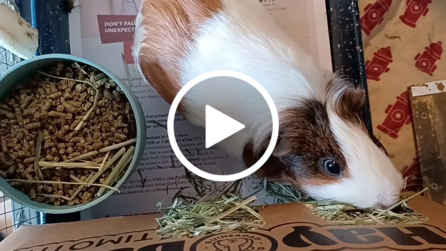 Customer video review of Timothy Hay Bar for Guinea Pigs (5 Pack)