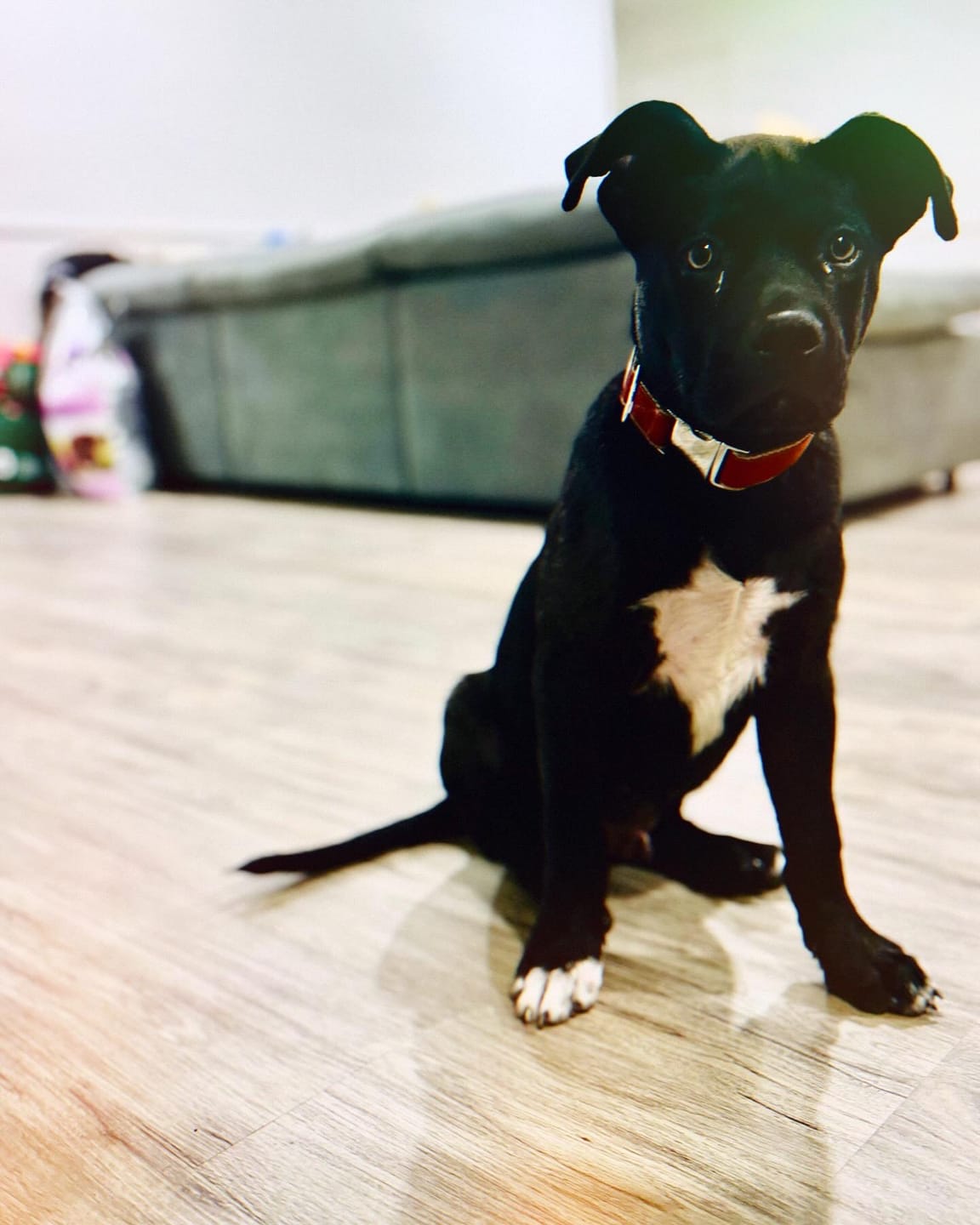 Customer photo review of Hemp & Organic Cotton Dog Collar ~ Burnt Orange