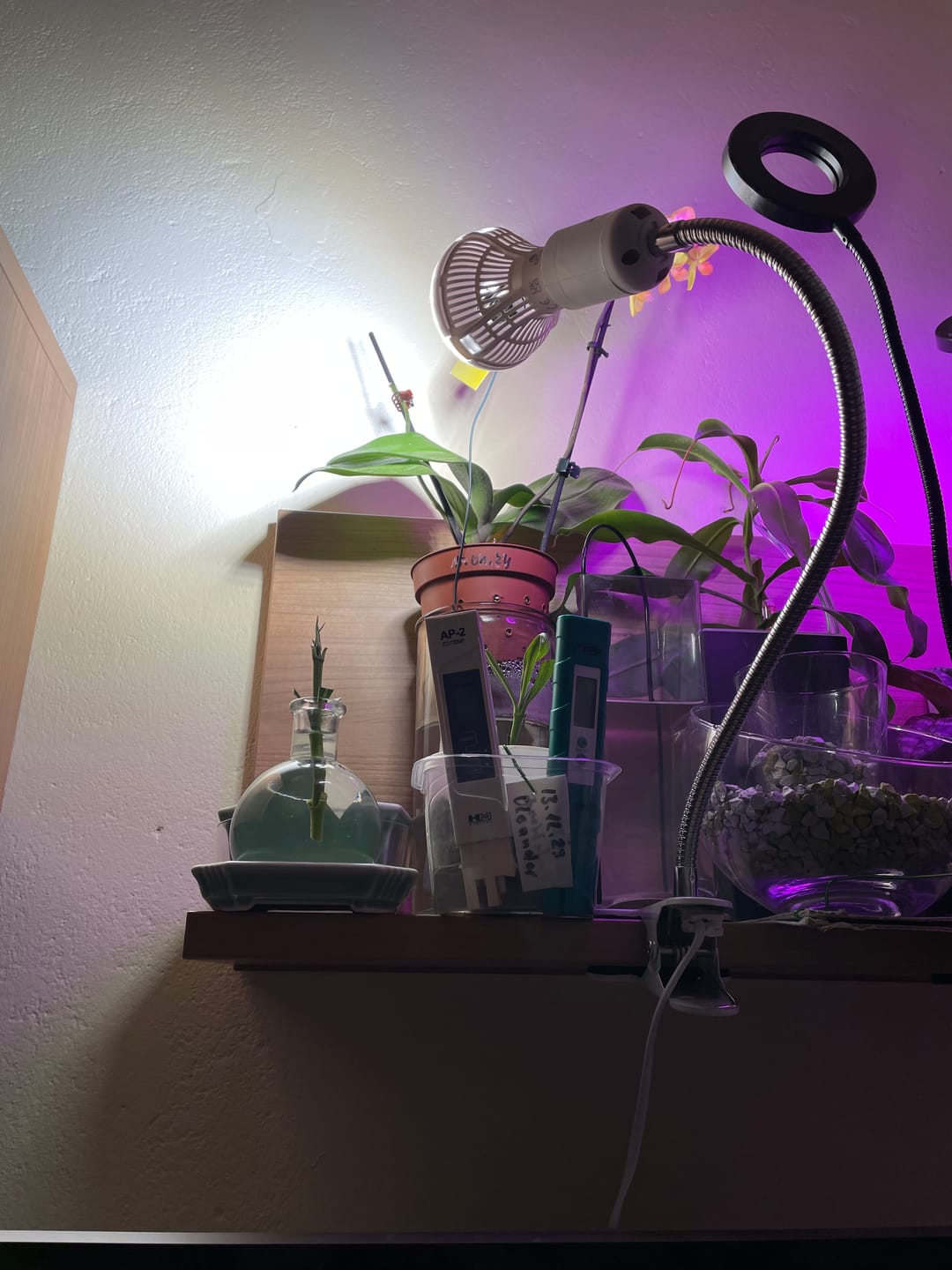 Customer photo review of Pflanzenlampe Sansi LED