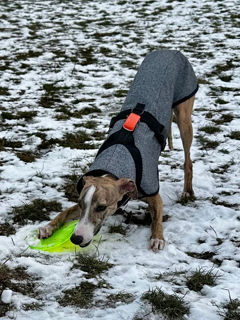Customer photo review of Hundegeschirr FUN "Volcano Black"