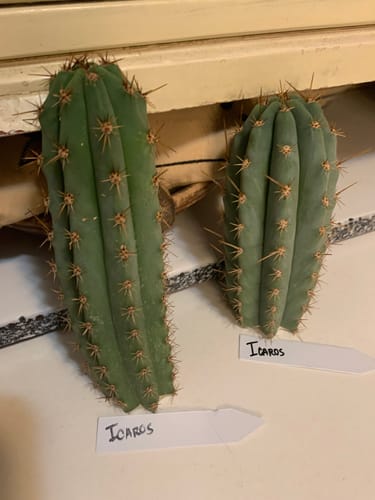 Customer photo review of Peruvian Torch Cactus Cuttings | Trichocereus Peruvianus