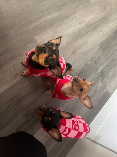 Customer photo review of Roll Neck Dog Knitted Love Sweater