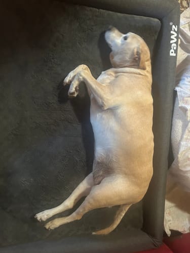 Customer photo review of PaWz Premium Memory Foam Calming Dog Bed