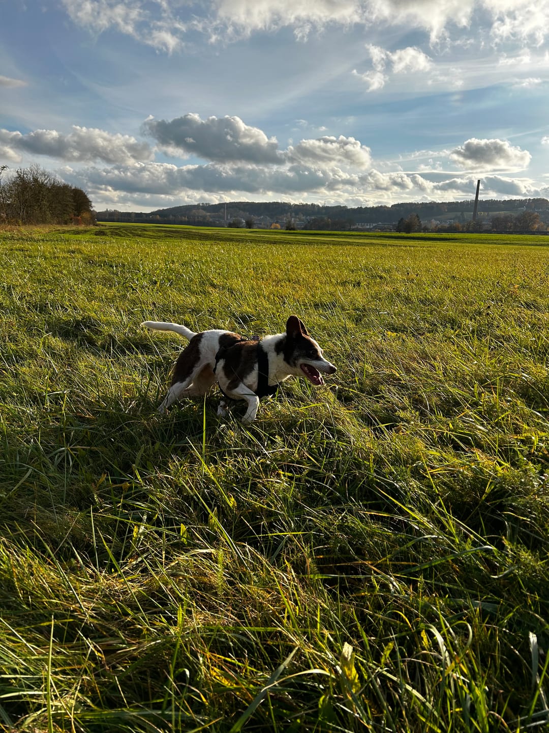 Customer photo review of Hundegeschirr FUN "Volcano Black"