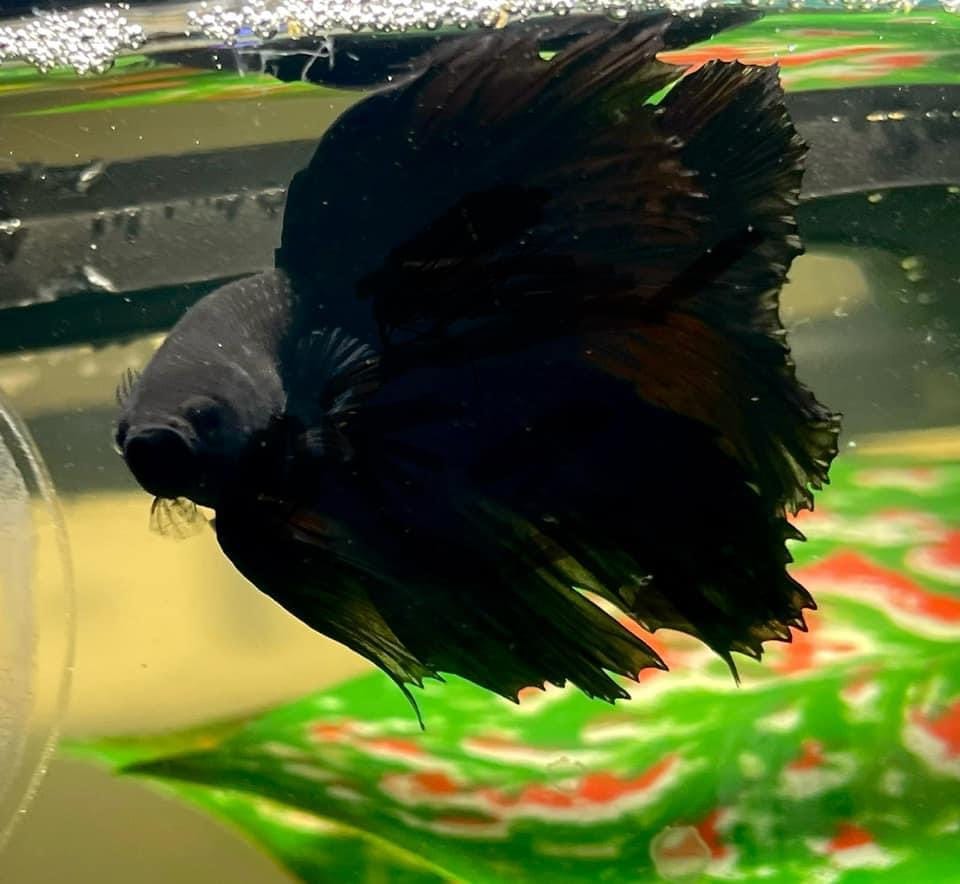 Customer photo review of Super Black Halfmoon Male Betta Fish
