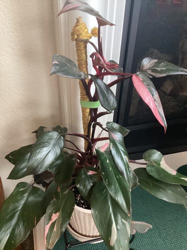 Customer photo of Reusable Plant Tape from Carmen B.