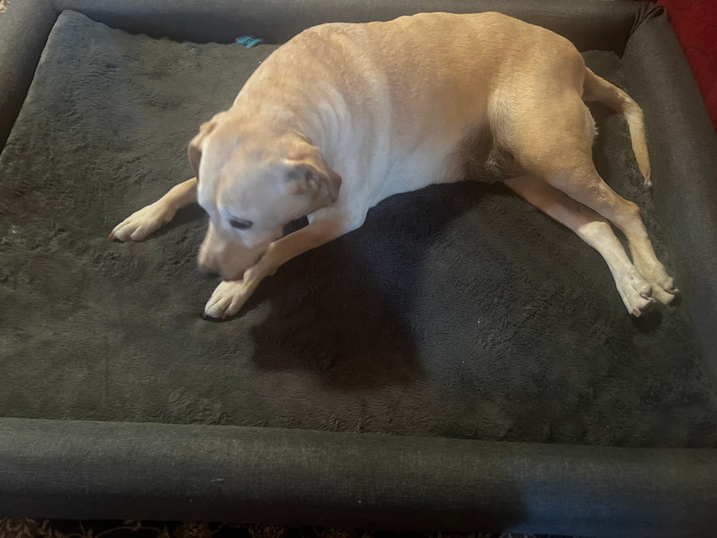 Customer photo review of PaWz Premium Memory Foam Calming Dog Bed