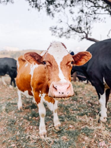 Customer photo review of BRIGHT & AIRY LIGHTROOM PRESETS