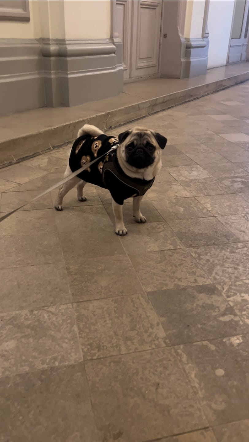 Customer photo review of Broken Teddy Bear Knit Dog Sweater - Black