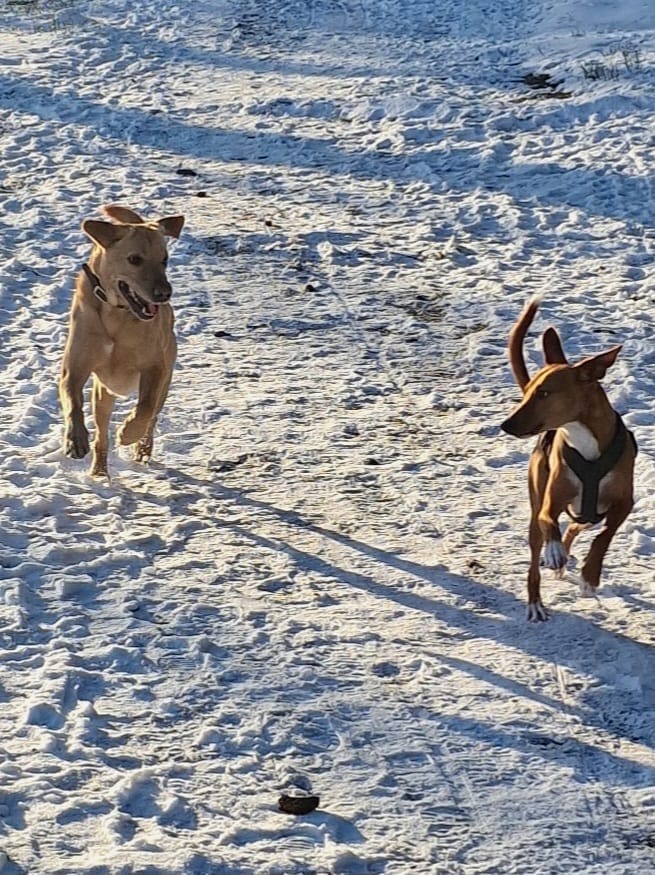Customer photo review of Hundegeschirr FUN "Mountain Green"