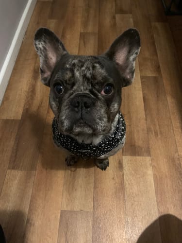 Customer photo review of Adjustable Harness – Pongo