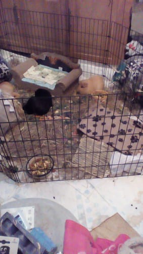 Customer photo review of 50/50 Hay Box