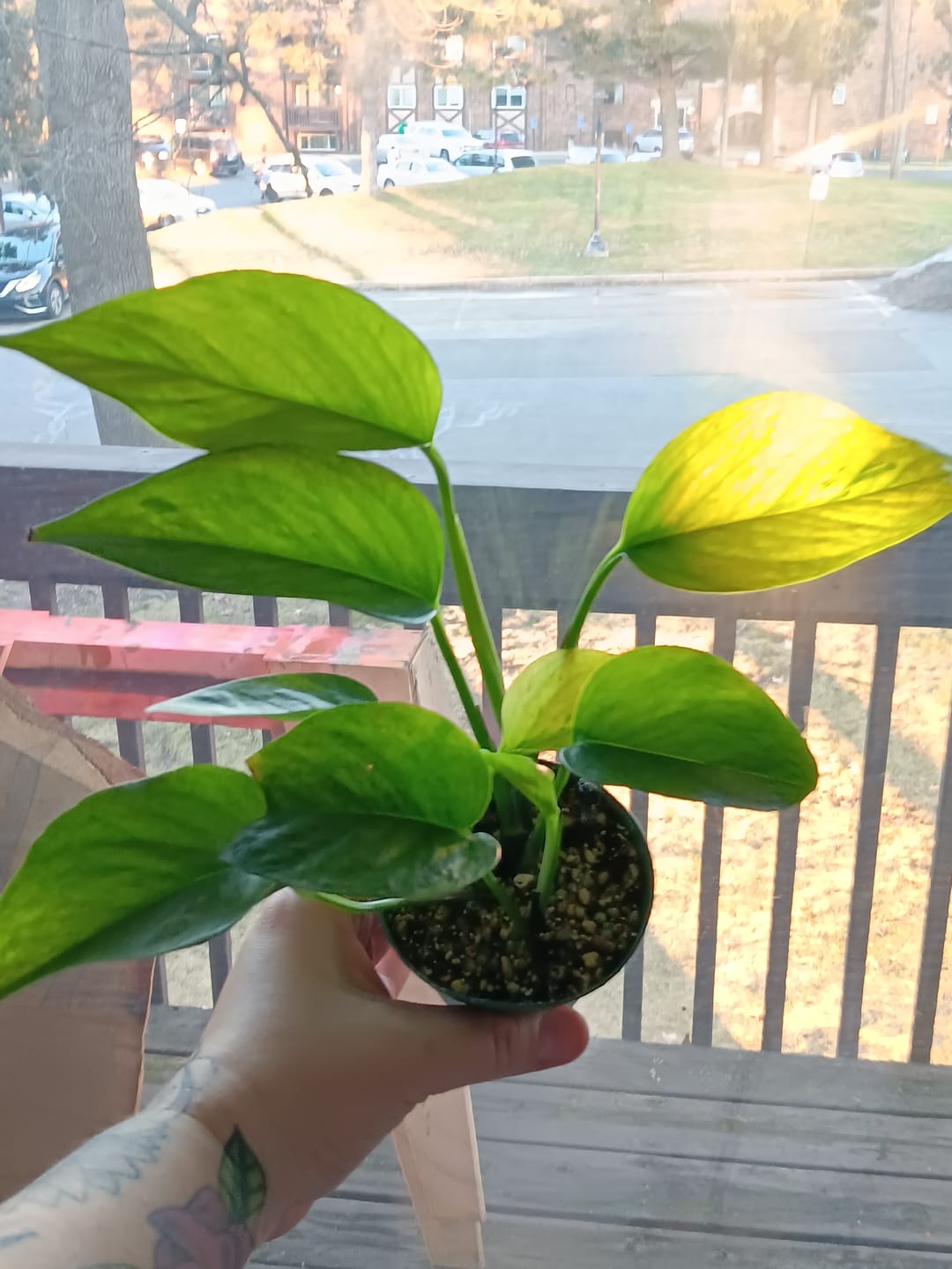 Customer photo review of Pothos Epipremnum aureum 'Jessenia'