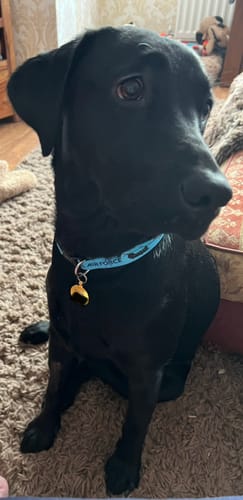 undefined review of RAF Display Team Dog Gift Set image 1 out of 1