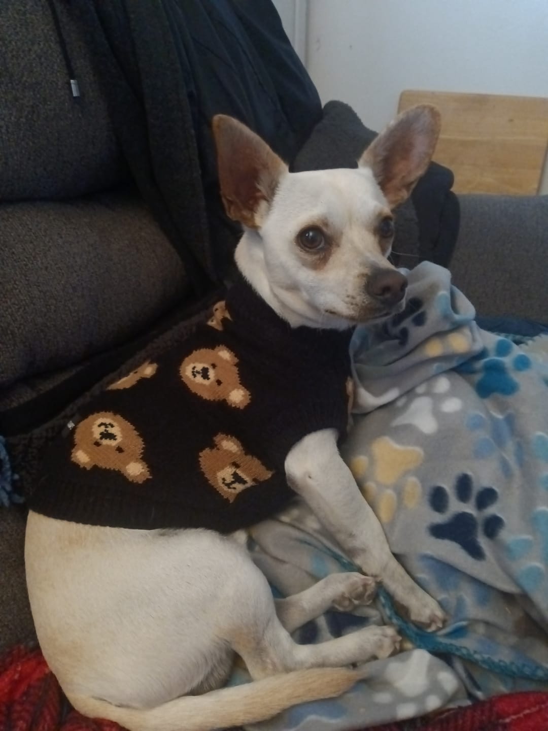 Customer photo review of Broken Teddy Bear Knit Dog Sweater - Black