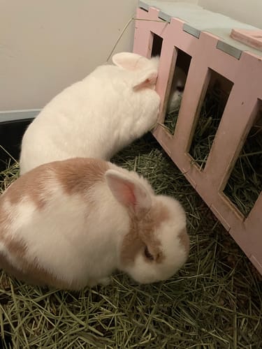 Customer photo review of Taster Pack