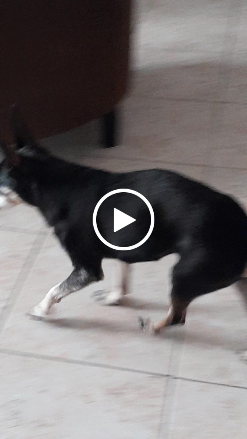 Customer video review of Pâtées riches en volaille & aux petits pois (chien adulte)