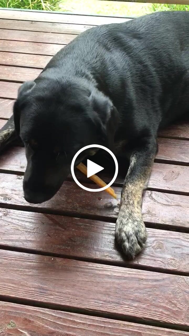 Customer video review of Aussie Beef Tendons (Large Dogs)