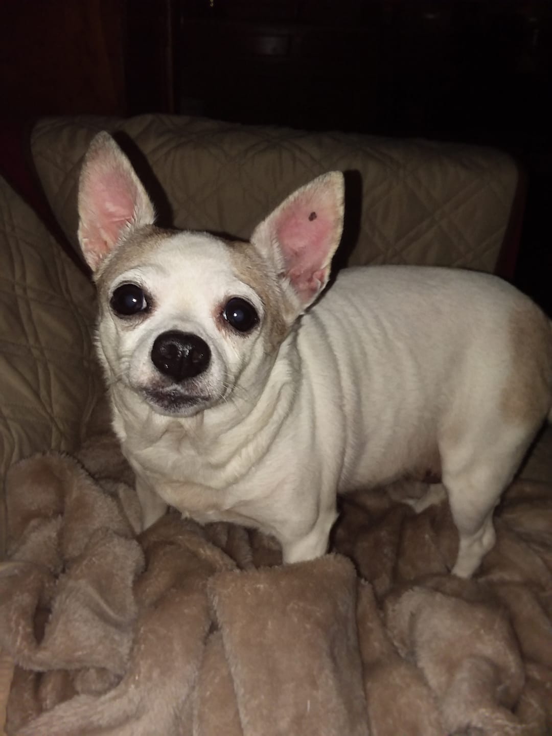 Customer photo review of Ear Infection & Itch Relief Treatment for Dogs and Cats - Helps Ear Problems such as Otitis, Lesions and Papules