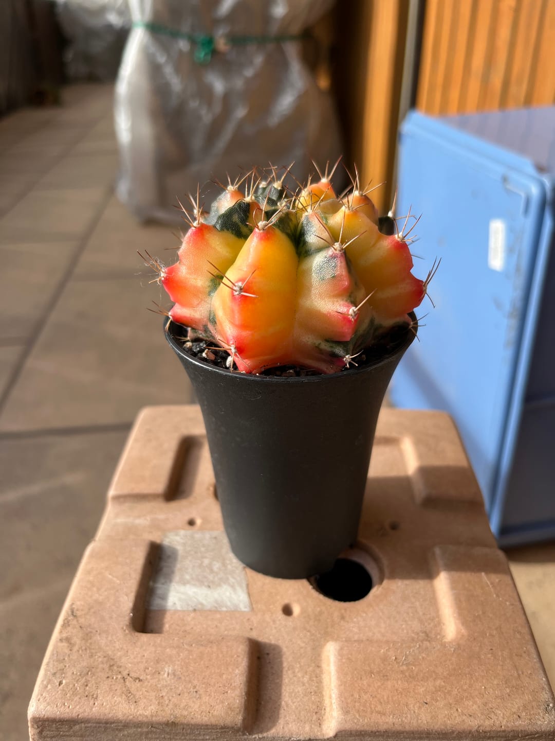 Customer photo review of Gymnocalycium Mihanovichii Variegata (Kaktus)
