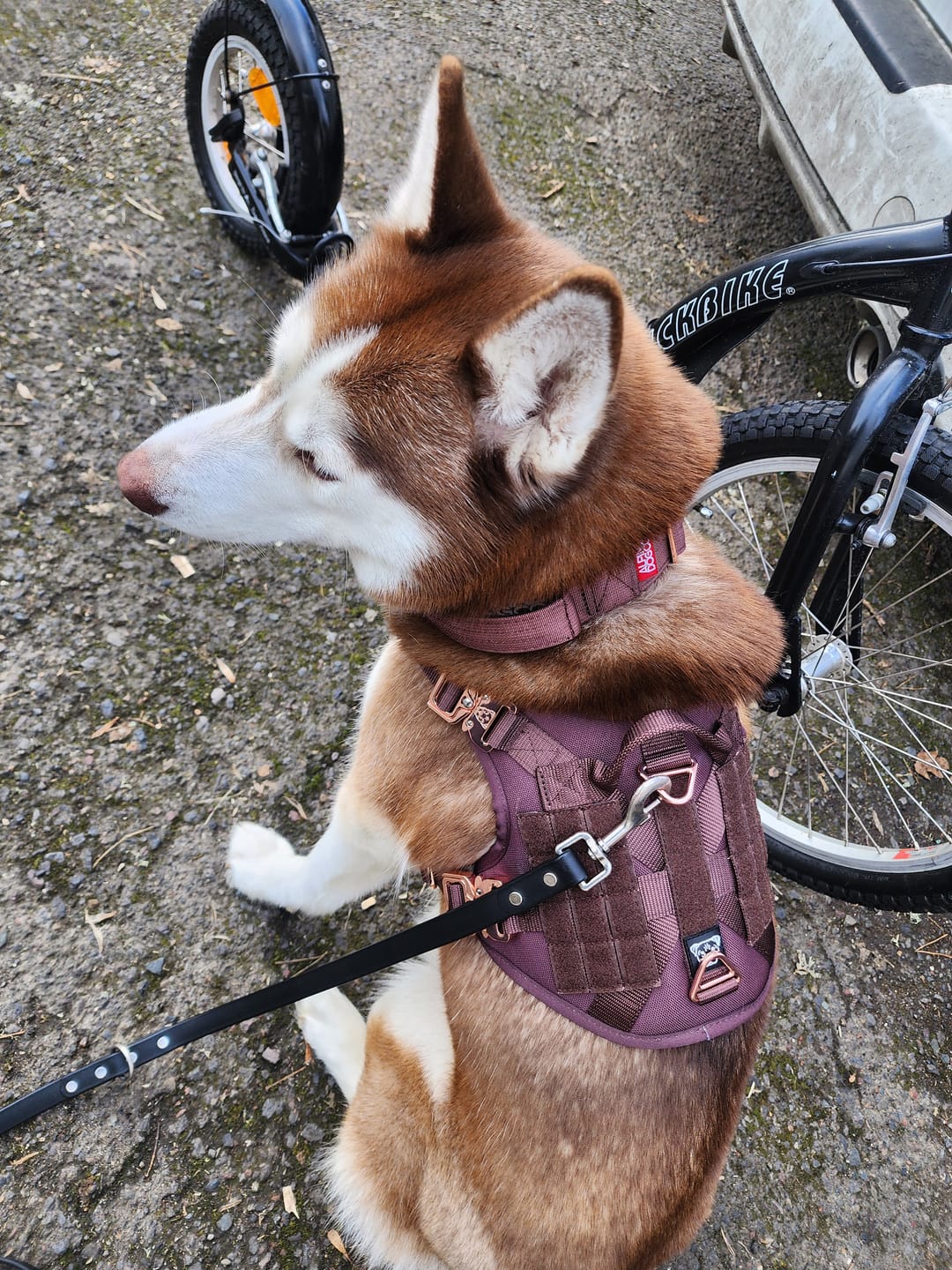 Customer photo review of HNTR 3.0 Dog Harness - Chocolate