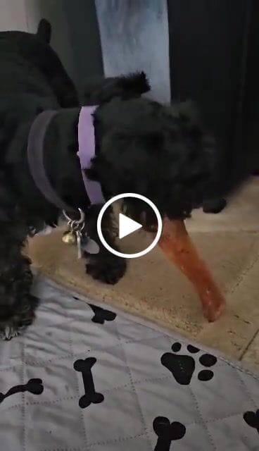 Customer video review of Chewy Ostrich Flat Tendon. Long-lasting, Natural Dog Chew Treat by Savannah Pet Food