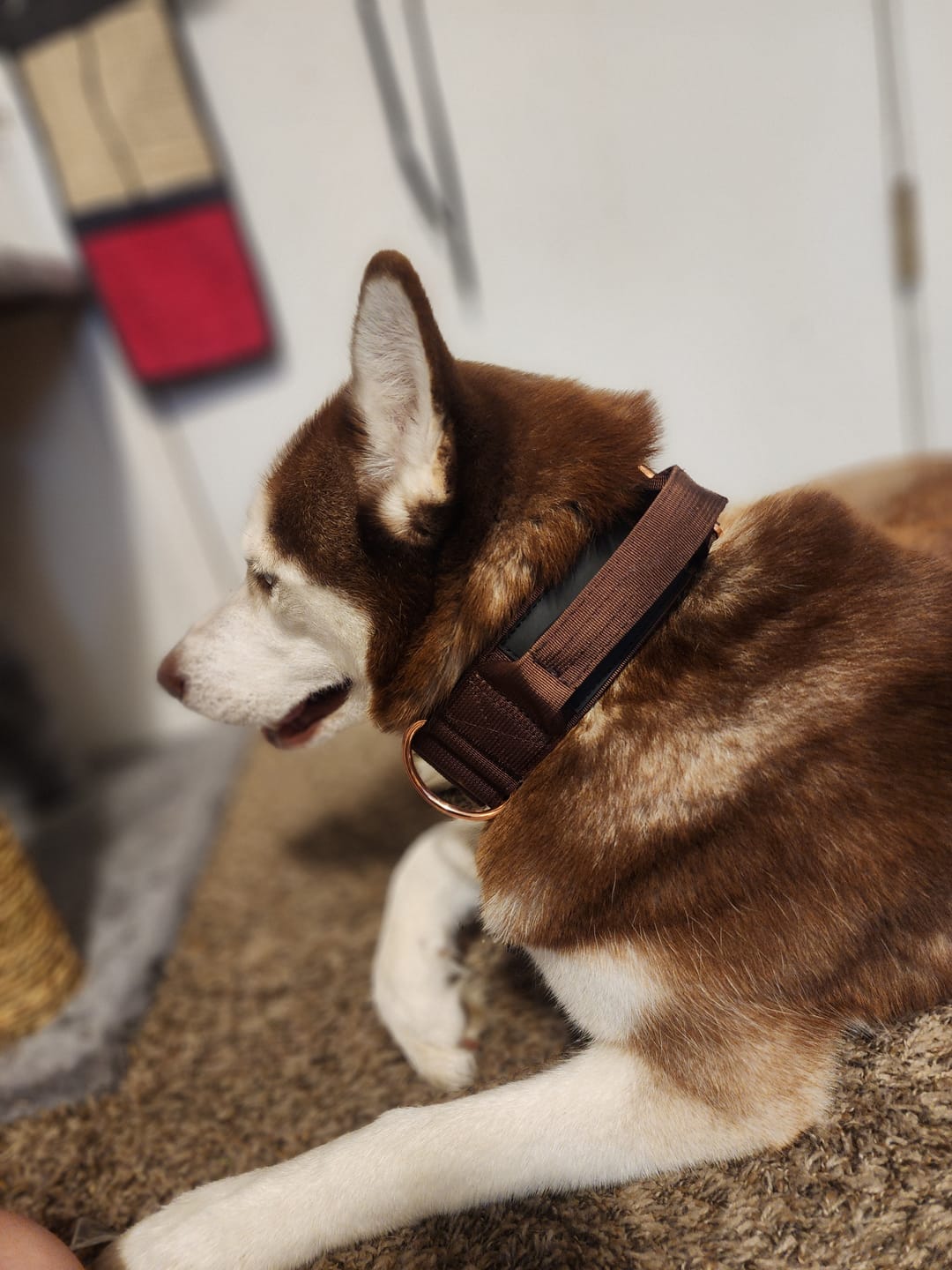 Customer photo review of 2" Tacti Luxe Dog Collar - Rose Gold - Chocolate