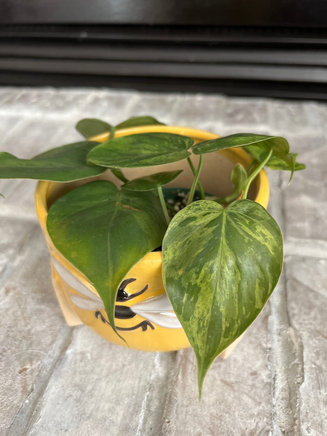 Customer photo review of Philodendron hederaceum variegata