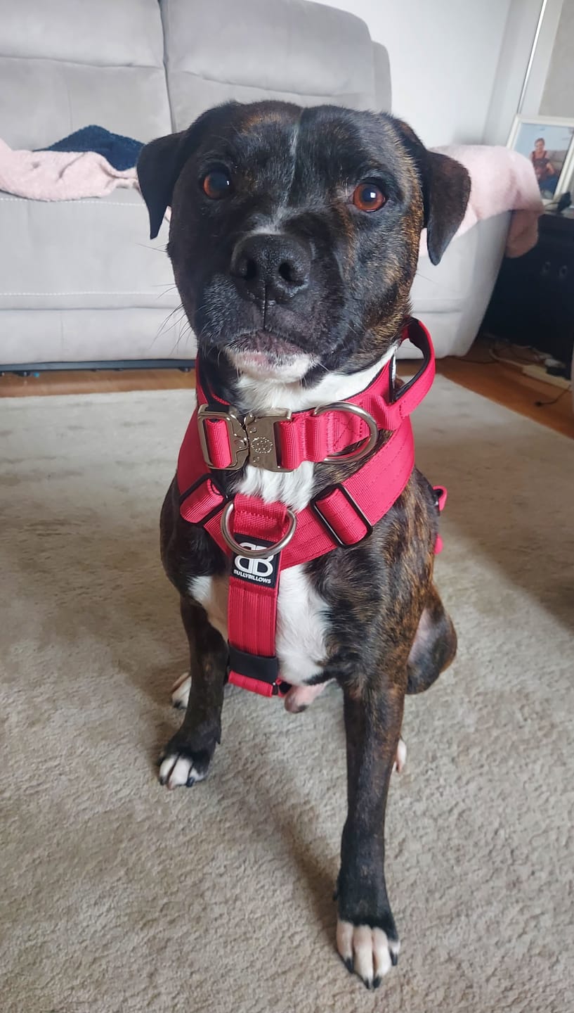 Customer photo review of TRI-Harness® | Anti-Pull, Adjustable & Durable - Dog Trainers Choice - Red v2.0