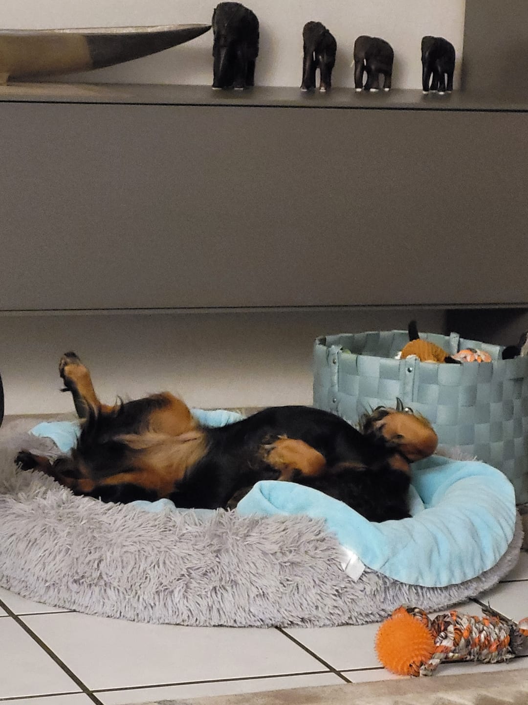 Customer photo review of Hunde Trinkflasche inkl. Futterbehälter