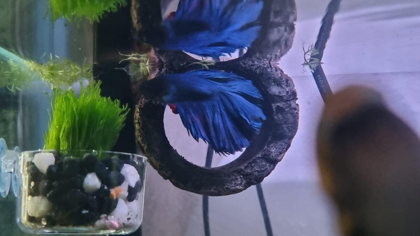 Customer photo review of Super Blue Halfmoon Male Betta Fish