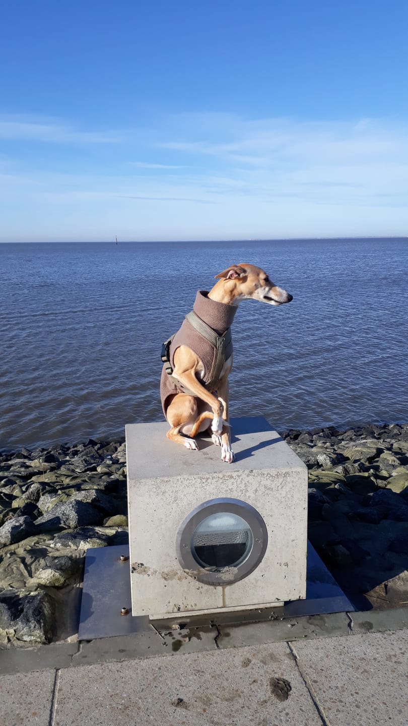 Customer photo review of Hundegeschirr FUN "Golden Sand"