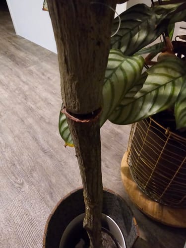 Customer photo review of Bloempot Elho B.for soft round 18cm silky white