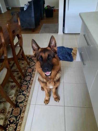 Customer photo review of PASTURE RAISED AUSSIE LAMB & VEGETABLES BLEND 3KG (ADULT)