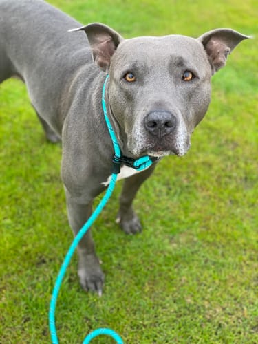 Customer photo review of Wintermint Slip Lead